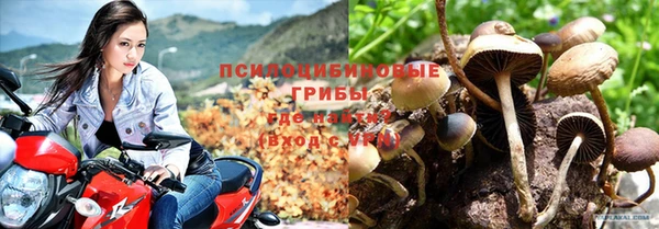 хмурый Абаза